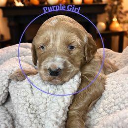 Purple girl - Apricot female Goldendoodle puppy in Lakeland, Florida from Golden Creek Doodles