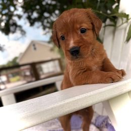 Green Boy - Dark golden male Golden Retriever puppy in Maysville, North Carolina from Gold Rush Retrievers