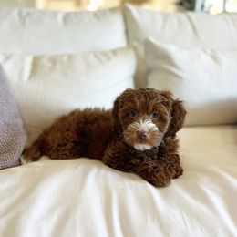 Goldendoodle Puppies from Proctor’s Petite Goldendoodles