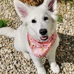 Berger Blanc Suisse Puppies from Moonlight Berger Blanc Suisses