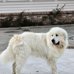 Mordy - Great Pyrenees