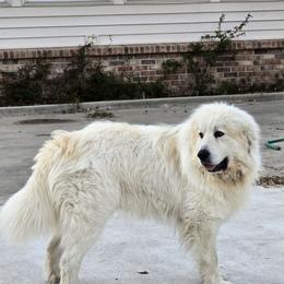 Mordy - Great Pyrenees