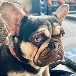 Olive - French Bulldog