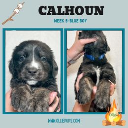 Calhoun - male Golden Mountain Dog puppy in Boiling Springs, South Carolina from OlliePups, LLC