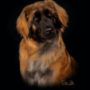 Ruffina - Leonberger