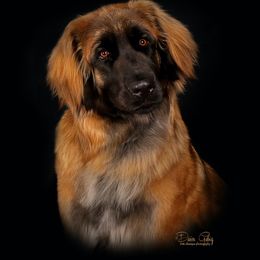 Ruffina - Leonberger
