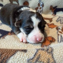 Male 3 - Black and tan male Pembroke Welsh Corgi puppy in Thornton, New Hampshire from Dinger’s Dogs