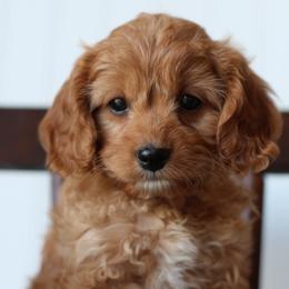 Lovie - Red female Cavapoo puppy in Springtown, Texas from North Texas Puppies