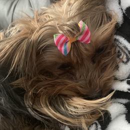 Martini  - Yorkshire Terrier