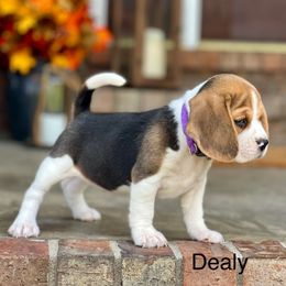 Dealy - Black tan and white female Beagle puppy in Mansfield, Missouri from Rippee Creek Kennel