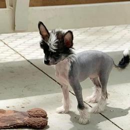 Chihuahua and Chinese Crested Puppies from Western Kentucky Chihuahua’s and Chinese Crested’s