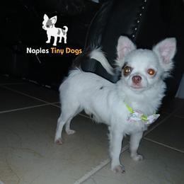 Chihuahua Puppies from Naples Tiny Dogs