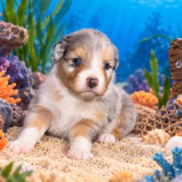 Dory - Blue merle female Australian Shepherd puppy in Placerville, California from BFF Aussies
