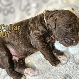 Tan Collar - Brown male Double Doodle puppy in Jeddo, Michigan from Bert's Doodles