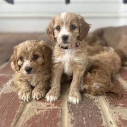 Cavapoo puppies from West Cobb Dogs