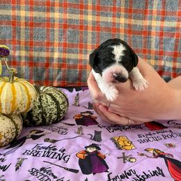 Jack - Parti male Poodle puppy in Jacksonville, Florida from Creek Side Kennels
