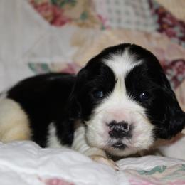 Mahogany - Black and white female English Springer Spaniel puppy in Lexington, South Carolina from House Tiner Springers