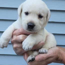 Winter - Yellow male Labrador Retriever puppy in Middleburg, Pennsylvania from Countrylanes labs
