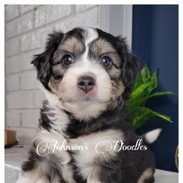 Aussiedoodle, Bernedoodle, and Goldendoodle Puppies from Johnson's Doodles