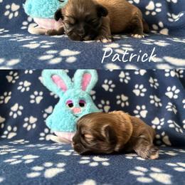 Patrick - Grizzle male Lhasa Apso puppy in Cincinnati, Ohio from Shangri-La Lhasa Apsos