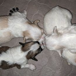 Havanese and Rottweiler Puppies from AKC Rottweilers and Havanese