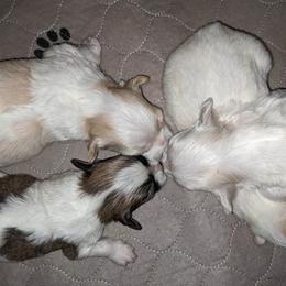 Havanese and Rottweiler Puppies from AKC Rottweilers and Havanese