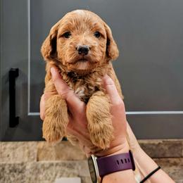 Freckles - Red male Bernedoodle puppy in Forest, Ohio from Mini Doodle Buddies
