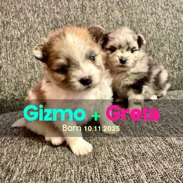 Pomeranian puppies from Somos Pomeranians | Selectively Bred Puppies