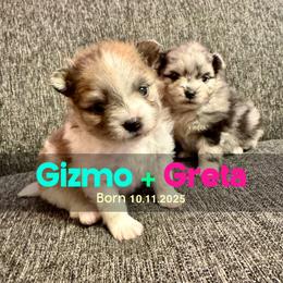Pomeranian puppies from Somos Pomeranians | Selectively Bred Puppies
