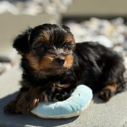 Yorkie Puppy Boy2 - Black and tan male Yorkshire Terrier puppy in Summerville, South Carolina from Our Yorkie and Morkie Puppies of Summerville, South Carolina.