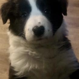 Border Collie Puppies from Cahill’s Canines