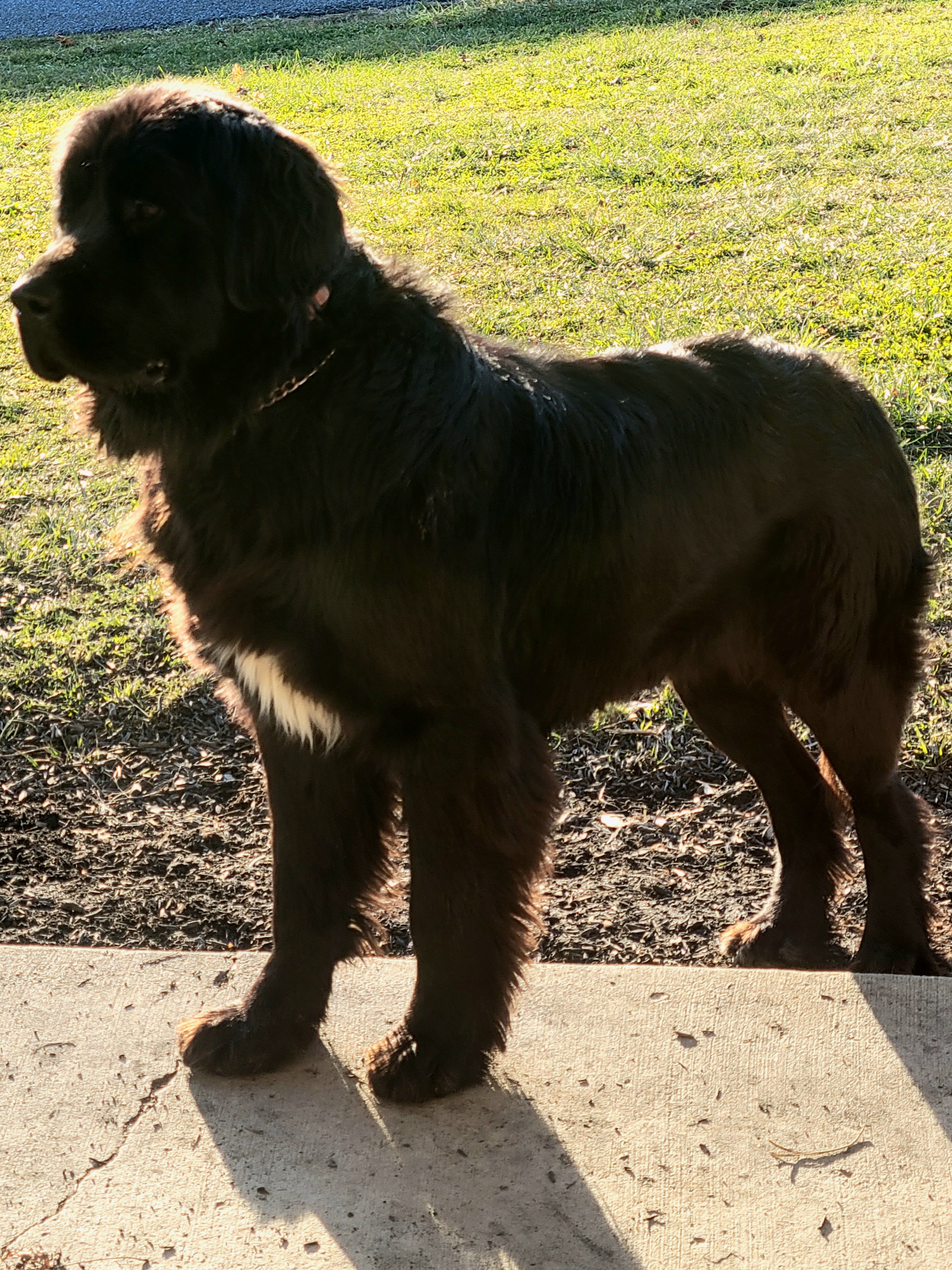 Newfoundlands from Mufasa's Pride (Newfoundland breeder)