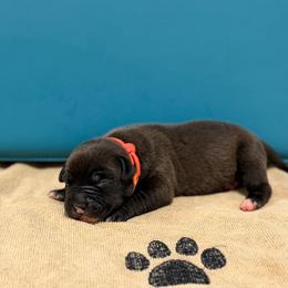 Orange collar Female - Black female American Pit Bull Terrier puppy in Pensacola, Florida from Alpha Alliance Kennels