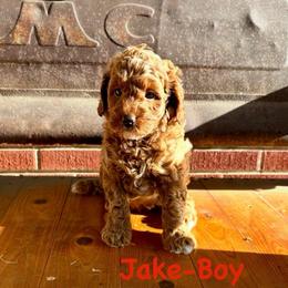 Jake-red collar - Red  male Goldendoodle puppy in Lewisville, Texas from Zink Doodles