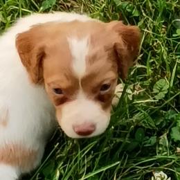 Boy 6 - White and orange male Brittany puppy in Mishawaka, Michigan from Riverbend Brittanys