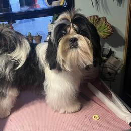 Zenya - Shih Tzu