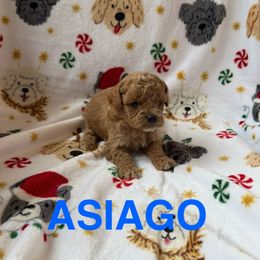 Asiago - Apricot male Cavapoo puppy in Sherwood, Michigan from Patrick's Puppies