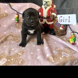 Black Female 2 - Black female Cane Corso puppy in Snellville, Georgia from A Really Good Kennel