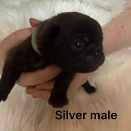 Light blue collar - Silver male Pug puppy in Deer Park, Texas from Butler Pugs and Frenchies