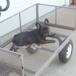 French Bulldog All Grown Up from Stonecreek Bulldogs
