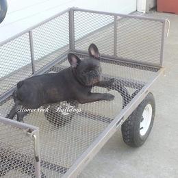 French Bulldog All Grown Up from Stonecreek Bulldogs