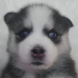 Nebula - Gray and white Pomsky puppy in Texas from Space City Pomskies