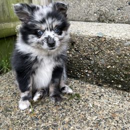 Pomsky Puppies from Michelle's Pomskies