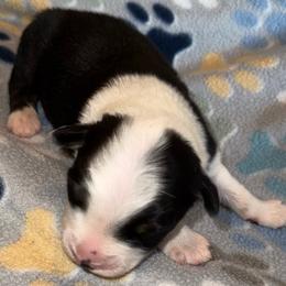 Taki - Black tri-color female Australian Shepherd puppy in Laurel, Mississippi from Reeves Australian Shepherds