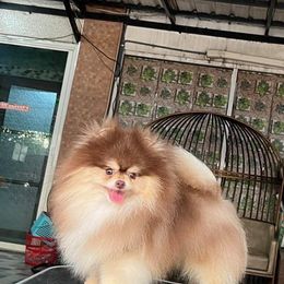 Thai - Pomeranian