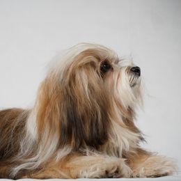 Havanese All Grown Up from GoldDust Havanse