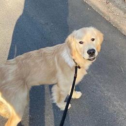 Espresso - Golden Retriever puppy in La Porte, Texas from Sunbuilt Retrievers