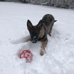 German Shepherd Puppies from Vom Kiefernhaus
