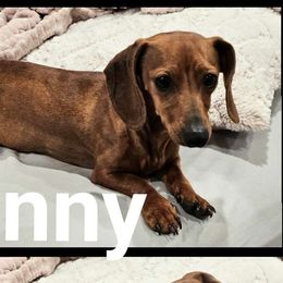 Penny - Dachshund