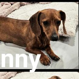 Penny - Dachshund